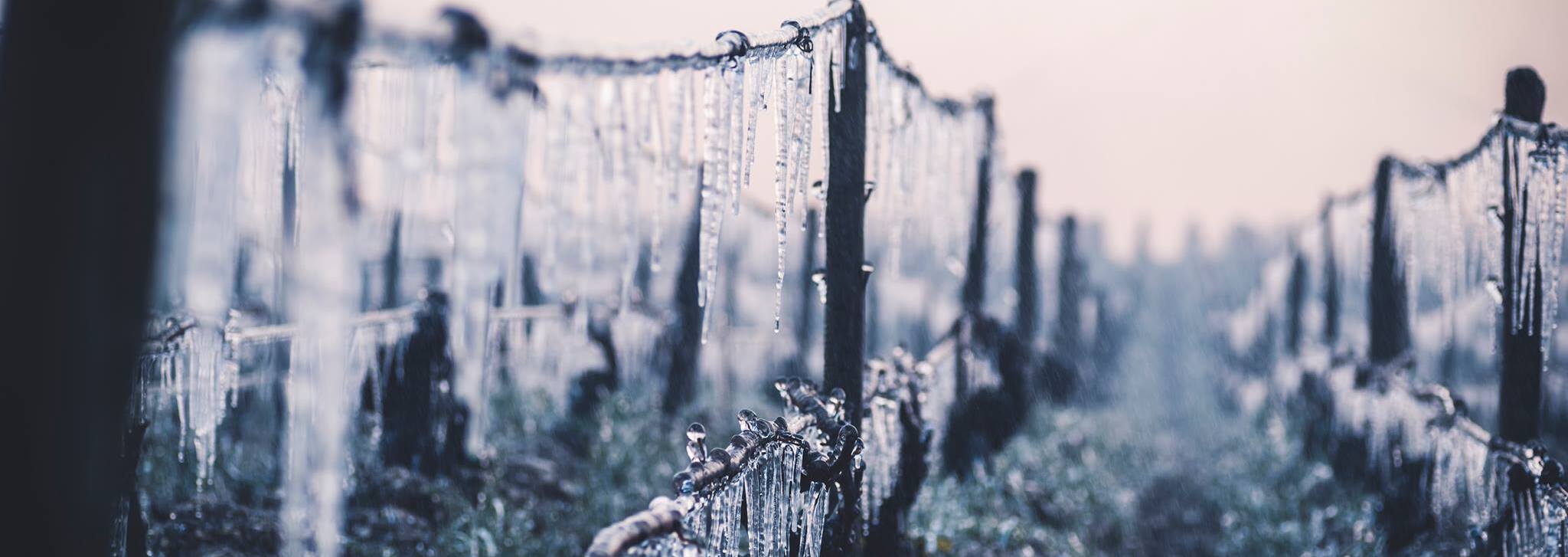 Le gel, fléau de la vigne