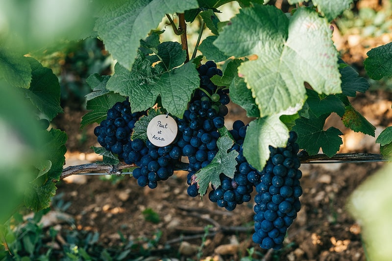 Pourquoi adopter une vigne en Bourgogne ?