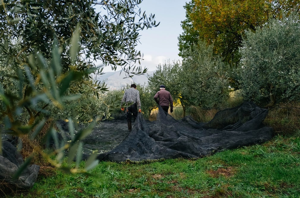 Tout savoir sur la récolte des olives