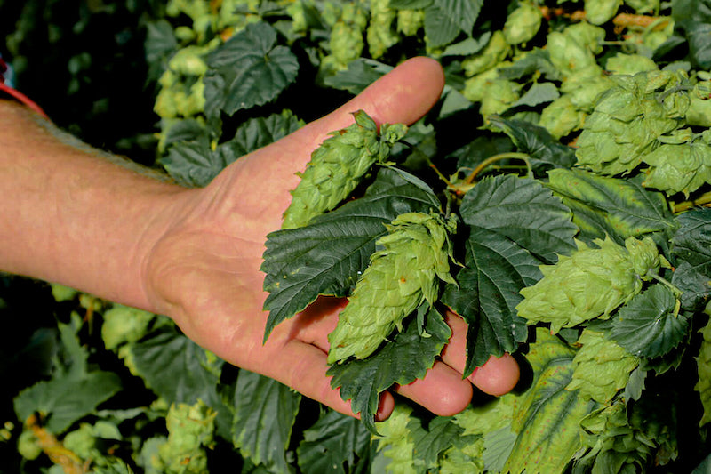 Tout savoir sur le houblon