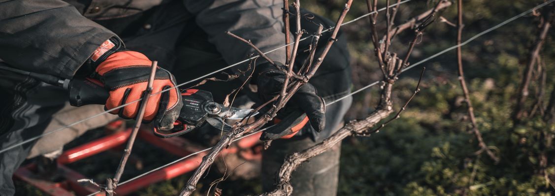 Tout savoir sur la taille de la vigne