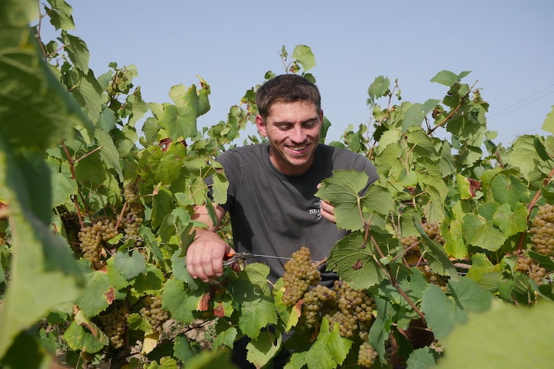Tout savoir sur l'appellation Muscadet