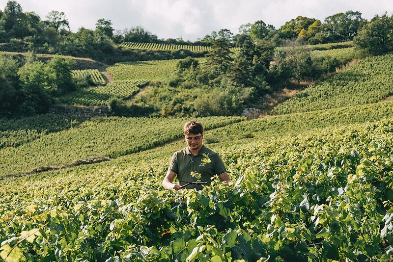 Parrainer des vignes : l'alternative à l'achat d'un vignoble