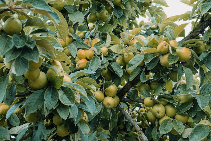 Comment faire du cidre ?