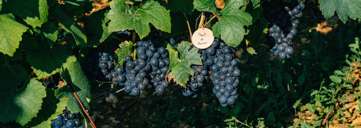 5 choses à savoir sur le pinot noir, un cépage d'exception