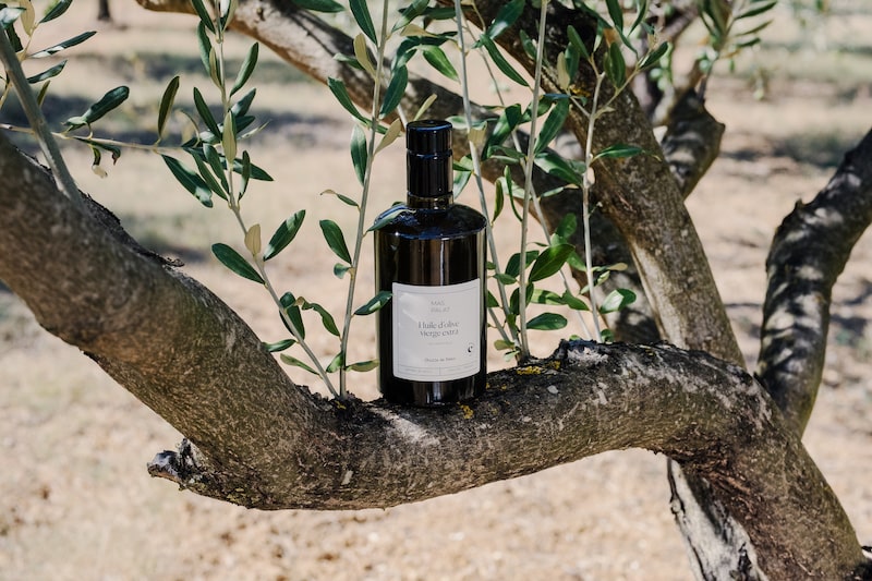 Tout savoir sur la fabrication de l'huile d'olive
