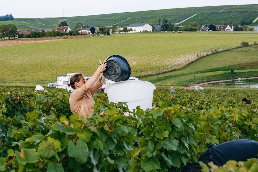 Tout savoir sur les vendanges