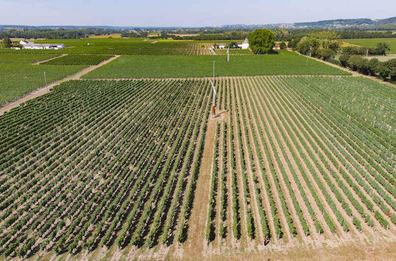 Tout savoir sur l'appellation Chinon