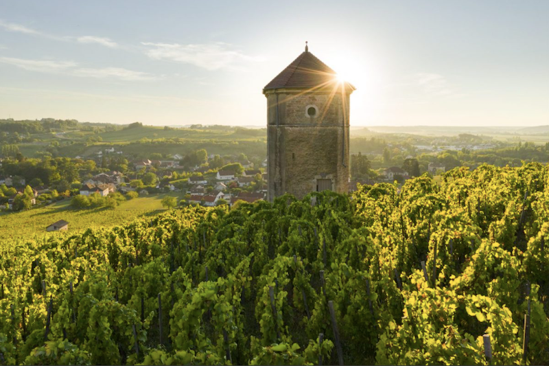 Tout savoir sur le vin jaune