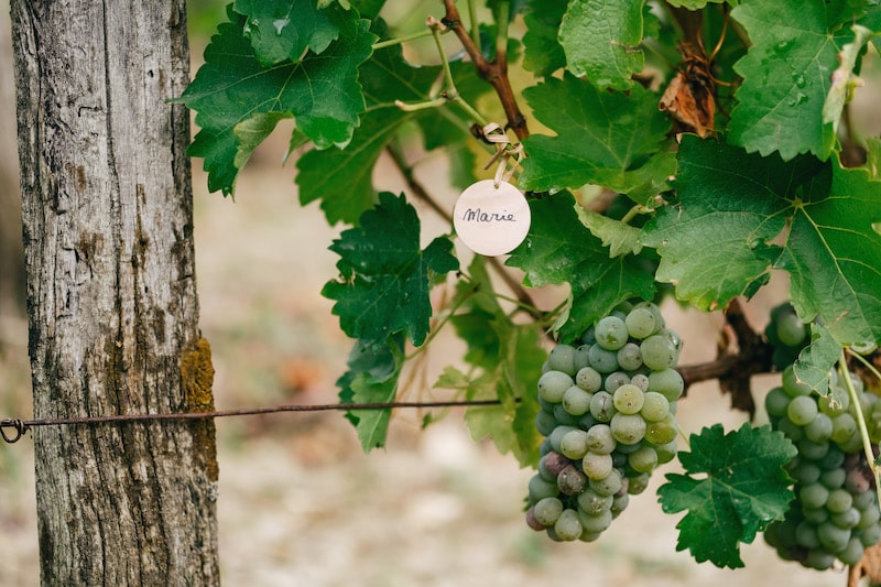 Cadeau de Noël autour du vin : Offrez une expérience unique avec Cuvée Privée