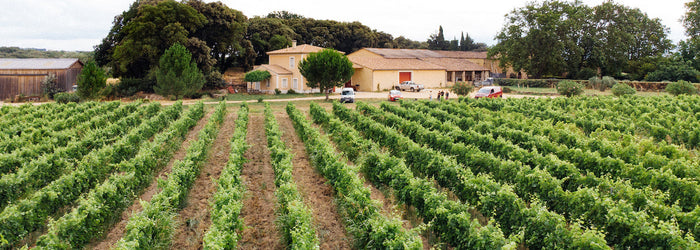 Tout savoir sur l'appellation Beaujolais