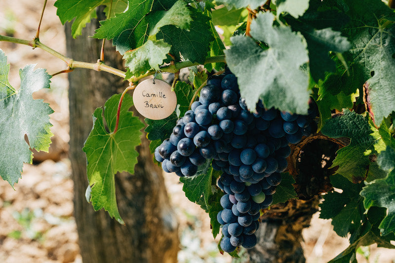 Leçon de vin : les cépages noirs de France