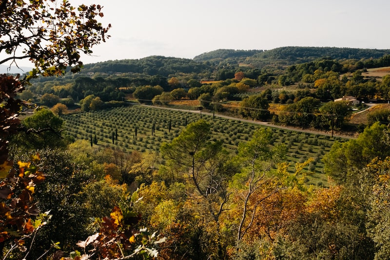 Les travaux de printemps dans l’oliveraie