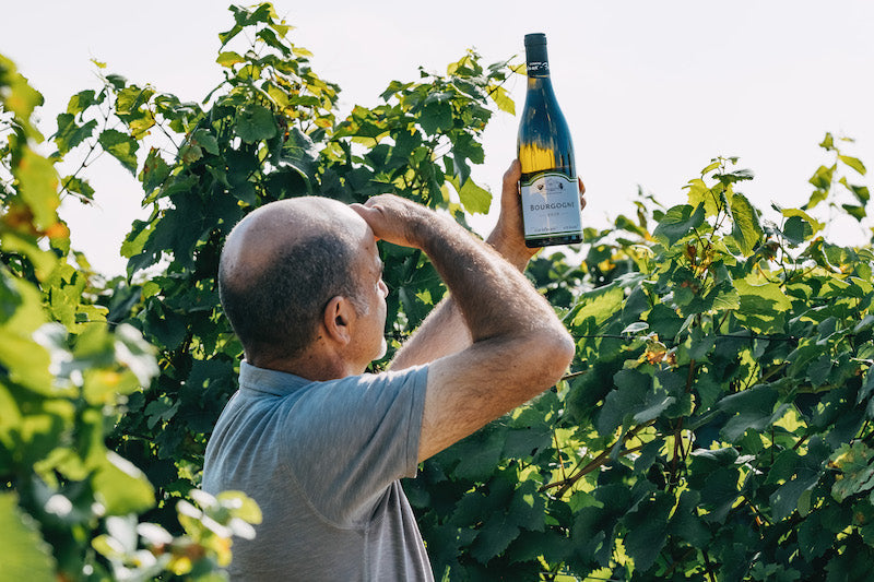 Le chardonnay : 5 infos clés sur ce célèbre cépage