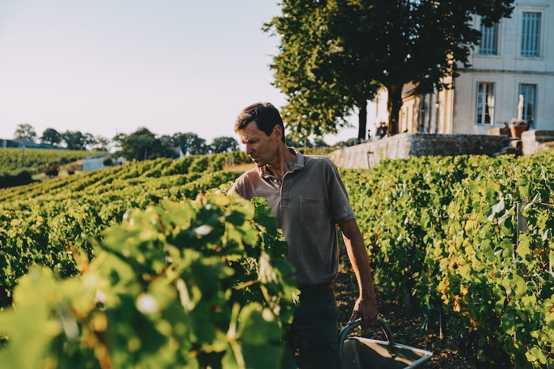 Le vin nature, qu'est-ce que c'est ?