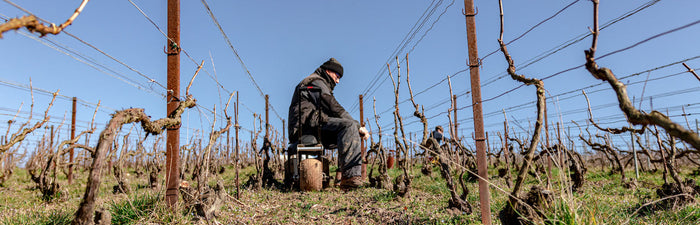 Les différentes tailles de vigne en fonction des régions