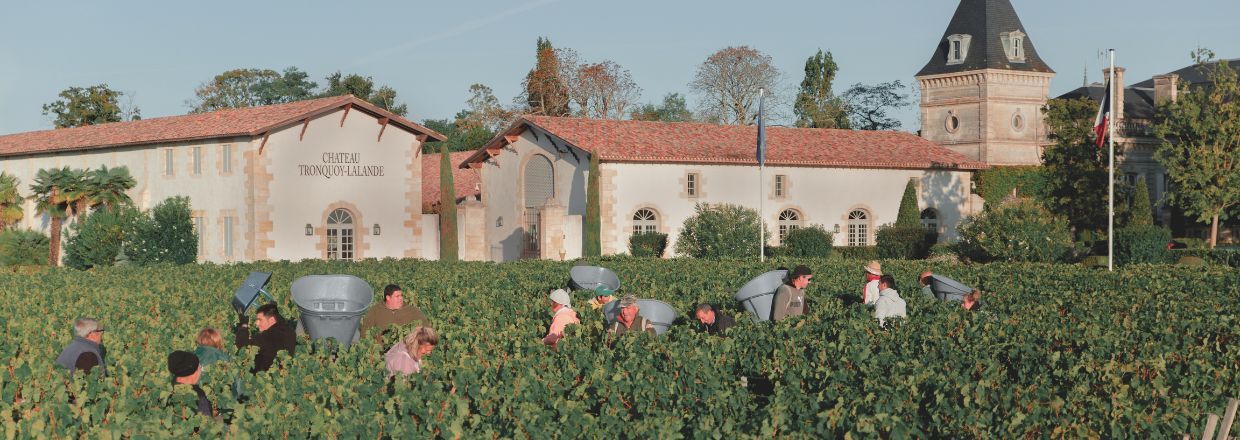 Les vendanges, une expérience à vivre absolument