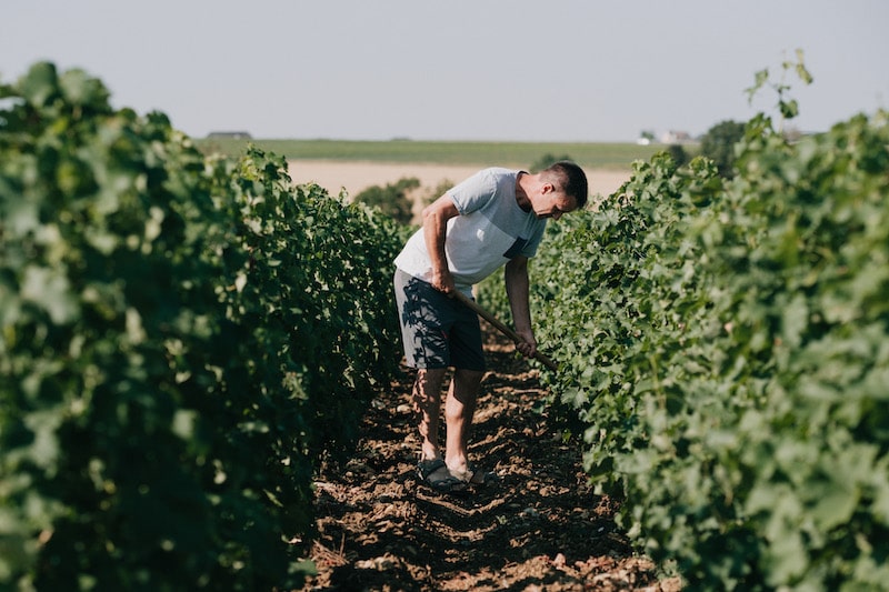 Qu’est-ce que le terroir d’un vin ?