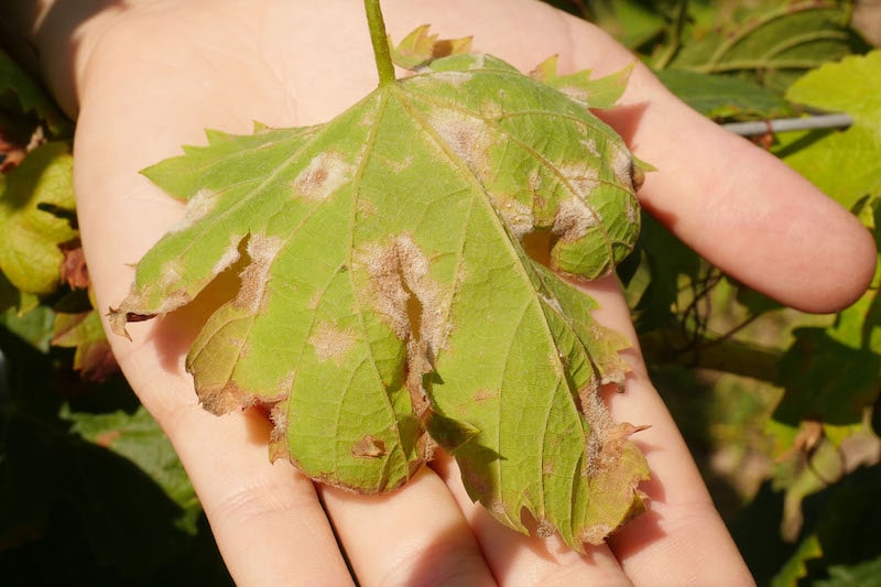 Les maladies de la vigne