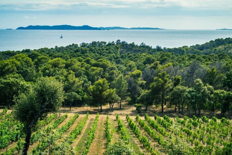 Pourquoi adopter une vigne en Provence ?
