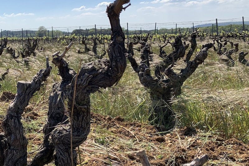 Le réchauffement climatique menace la vigne