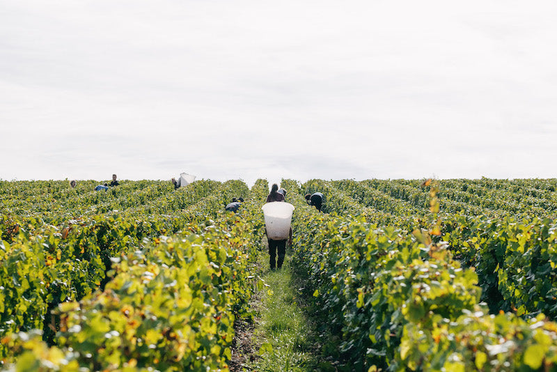 Rendements des vendanges : quantité ou qualité ?