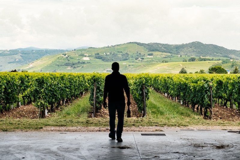 Tout savoir sur l'appellation Crozes-Hermitage