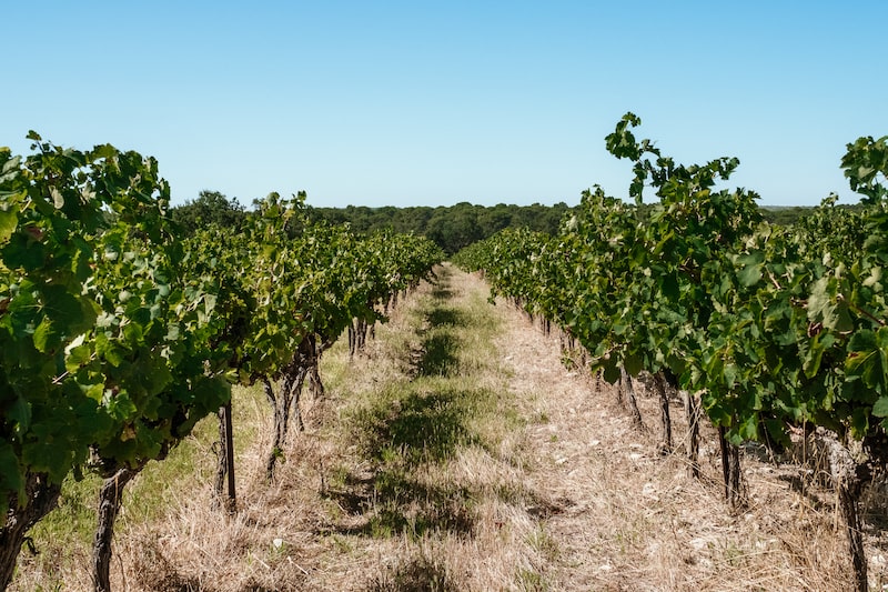 Tout savoir sur l'appellation Coteaux d'Aix-en-Provence