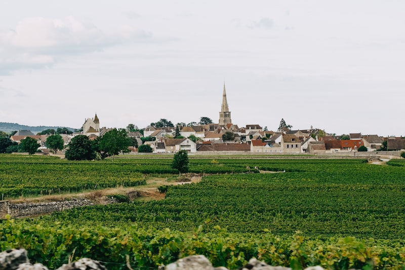 Tout savoir sur Saint-Romain : l'appellation discrète de Bourgogne