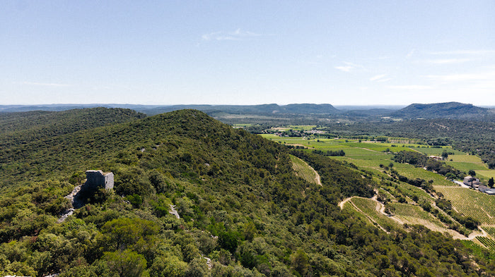 Tout savoir sur l'appellation Pic Saint-Loup