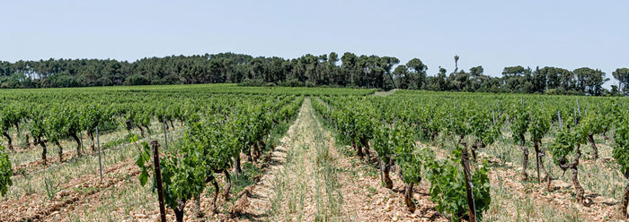 Côtes-du-Rhône Gigognan 2024