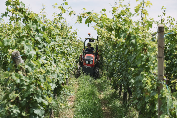 Gewurztraminer