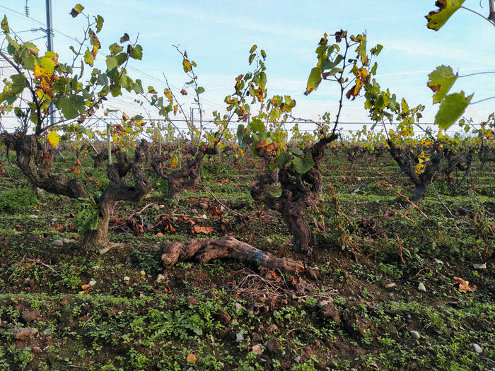 Muscadet