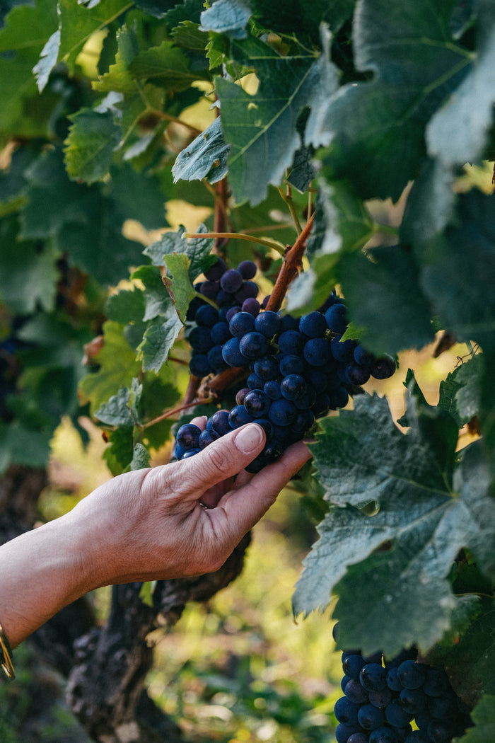 Haut-Médoc Cru Bourgeois
