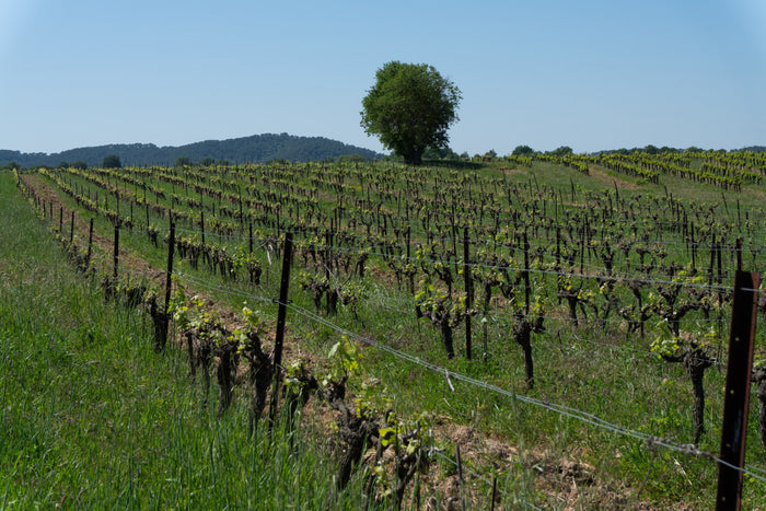 Cévennes blanc