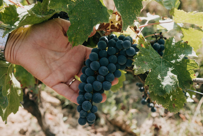 Saint-Emilion Grand Cru La Grezolle 2021