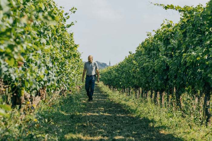Côte de Nuits-Villages rouge 2023