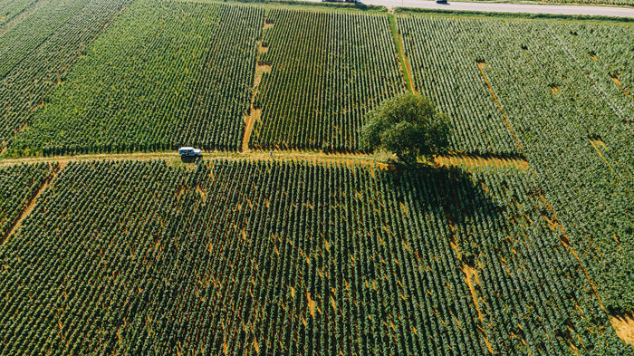 Côte de Nuits-Villages