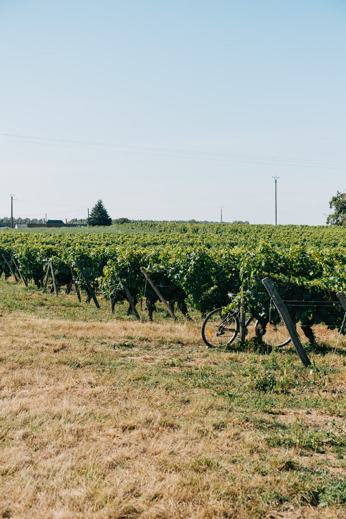 Chinon