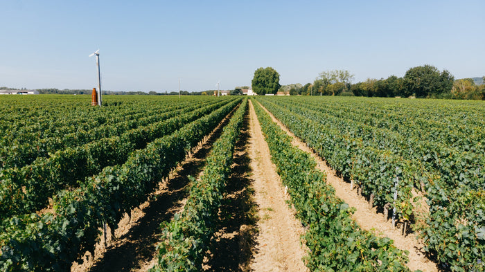 Chinon