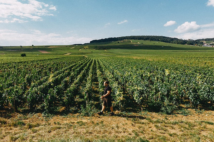 Chorey-Lès-Beaune 2023