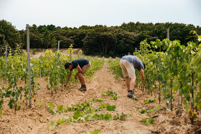 Côtes-du-Rhône du Domaine des Gravennes