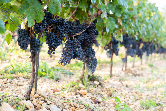 Cahors La Roque 2023