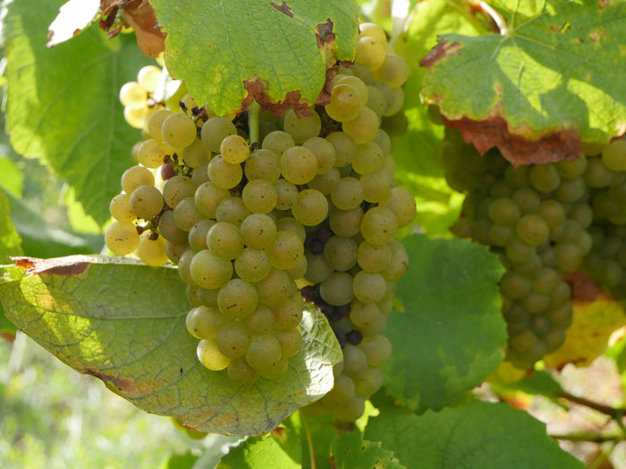 Muscadet