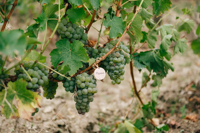 Sancerre 2025