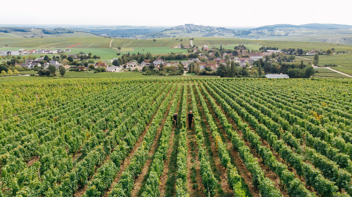 Sancerre 2025