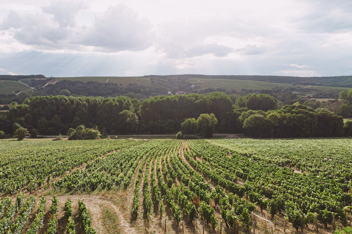 Chablis 2025