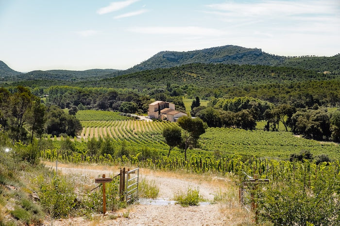 Pic Saint-Loup 2024