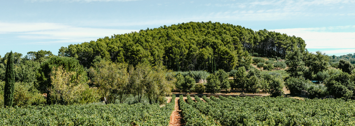 provence