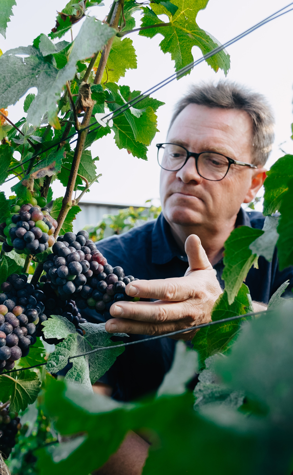 vendanges-champagne